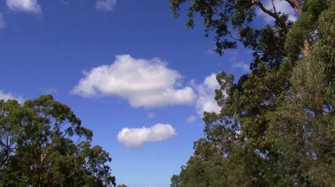 Cloud with trees Stock-Footage 1055238