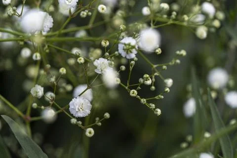Cloud type flower, background, selective focus on background is green vegetation Stock Photos