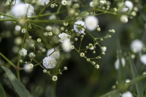 Cloud type flower, background, selective focus on background is green vegetation Stock Photos