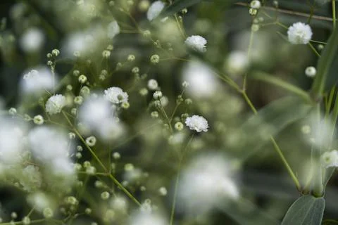 Cloud type flower, background, selective focus on background is green vegetation Stock Photos