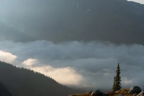 Cloud-veiled mountains surround a lone tree in an atmospheric landscape. Stock Photos
