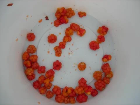 Cloudberries 스톡 사진