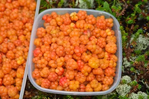 Cloudberries. Stock Photos