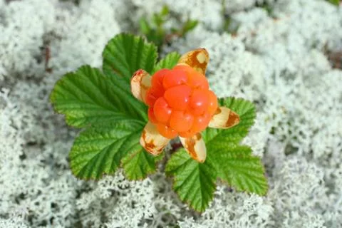 Cloudberries Fotos de archivo