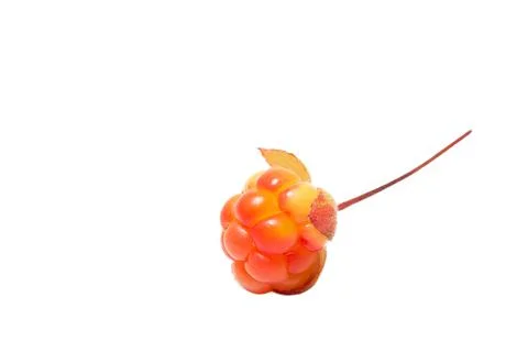 Cloudberries without leaves isolated on a white background Stock Photos
