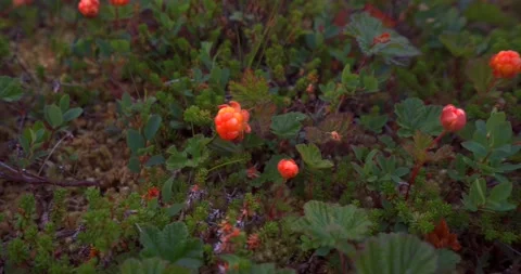 Cloudberries01 Stock Footage 172543541