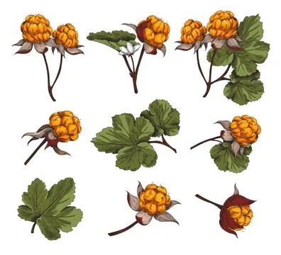 Cloudberry and leaves hand drawn colorful set of vector illustration isolated. Stock Illustration