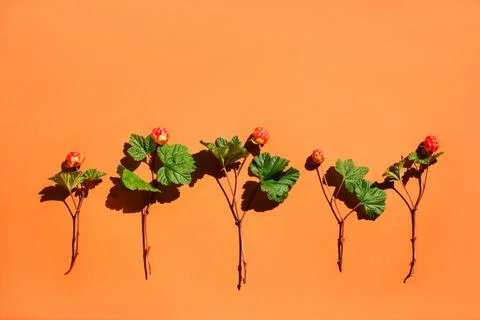 Cloudberry berries on an orange background Stock Photos