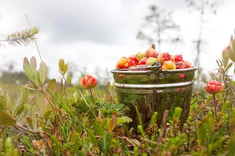 Cloudberry in the bucket Stock Photos