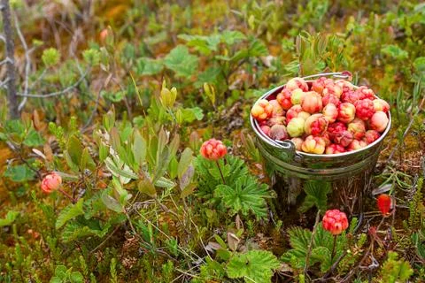 Cloudberry in the bucket Stock Photos