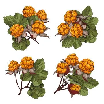 Cloudberry bunches set with leaves, hand drawn sketch vector illustration Stock Illustration