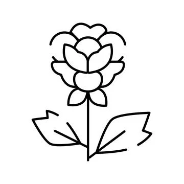 Cloudberry flower arctic berry line art drawing Stock Illustration