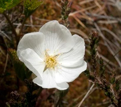 Cloudberry flower Stock Photos