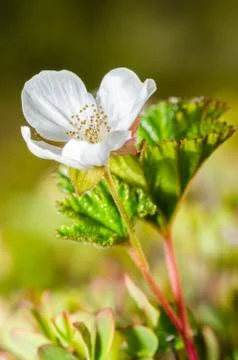 Cloudberry flower Stock Photos