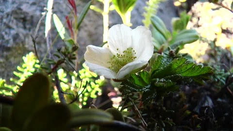 Cloudberry flowers in the tundra. Stock Footage 317183752