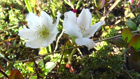 Cloudberry flowers in the tundra. Stock Footage 317183753