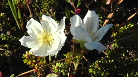 Cloudberry flowers in the tundra. Stock Footage 317183763