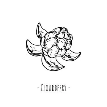 Cloudberry. Isolated object on white. Vector cartoon illustration. Stock Illustration
