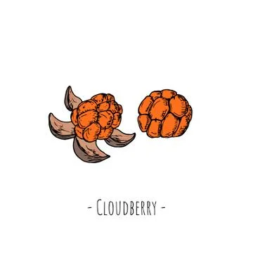 Cloudberry. Isolated objects on white. Vector cartoon illustration. Stock Illustration