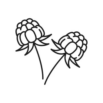 Cloudberry with leaves isolated thin line icon Stock Illustration