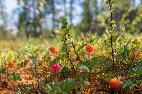 Cloudberry on a morass with forest in background Stock Photos