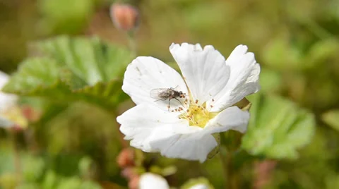 Cloudberry on mountain Stockbeeldmateriaal 29477981