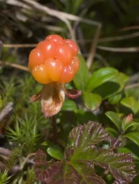 Cloudberry Stock Photos