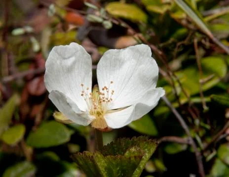 Cloudberry Stock Photos