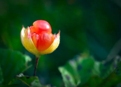 Cloudberry Stock Photos
