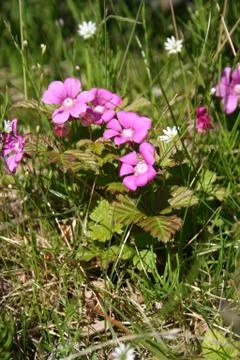 Cloudberry. Foto stock