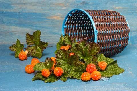 Cloudberry Stock Photos