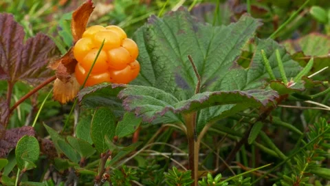 Cloudberry in the polar tundra. Stock Footage 131182371