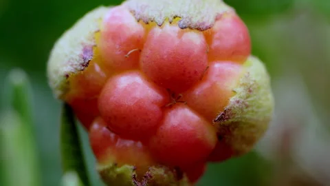 Cloudberry, Rubus chamaemorus, close-up. Swamp plant. 4k ProRes footage. Stock Footage 260875405