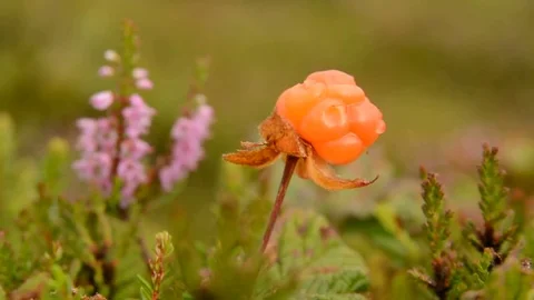 Cloudberry (Rubus chamaemorus) fruit close up with flowering heather. Stockbeeldmateriaal 70166121