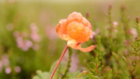 Cloudberry (Rubus chamaemorus) fruit covered in dew being picked by forager. Stock Footage 70165326