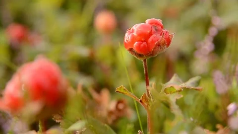 Cloudberry (Rubus chamaemorus) fruit ripening in summer in moorland in Scotland. Stock Footage 70165644