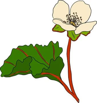 Cloudberry vector, colored illustration. Organic berry superfood. Stock Illustration