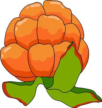 Cloudberry vector, colored illustration. Organic berry superfood. Stock Illustration