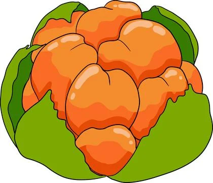 Cloudberry vector, colored illustration. Organic berry superfood. Stock Illustration