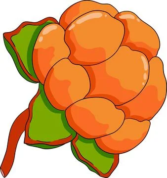 Cloudberry vector, colored illustration. Organic berry superfood. Stock Illustration