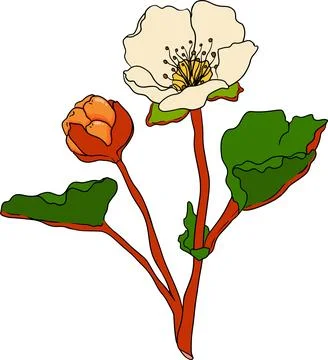 Cloudberry vector, colored illustration. Organic berry superfood. Stock Illustration