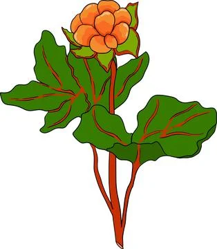 Cloudberry vector, colored illustration. Organic berry superfood. Stock Illustration