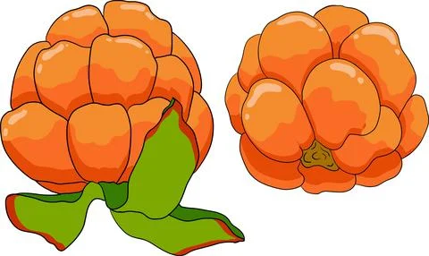Cloudberry vector, colored illustration. Organic berry superfood. Stock Illustration