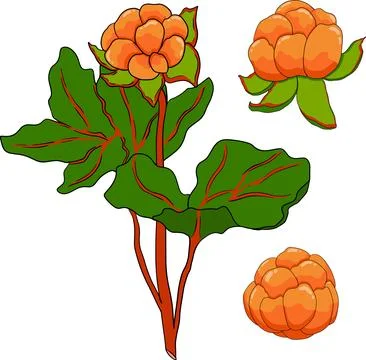 Cloudberry vector, colored illustration. Organic berry superfood. Stock Illustration