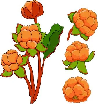 Cloudberry vector, colored illustration. Organic berry superfood. Stock Illustration