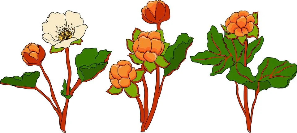 Cloudberry vector, colored illustration. Organic berry superfood. Stock Illustration