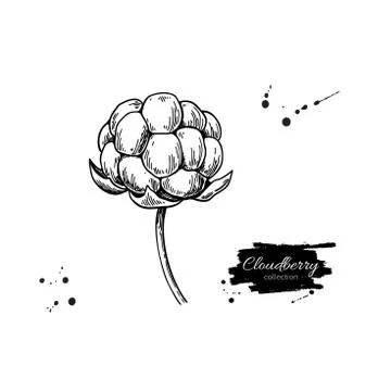 Cloudberry vector drawing. Organic berry food sketch. Vintage engraved Stock Illustration
