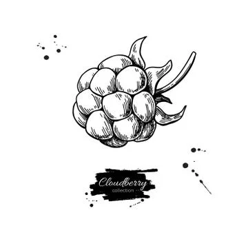 Cloudberry vector drawing. Organic berry food sketch. Vintage engraved Stock Illustration