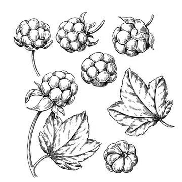 Cloudberry vector drawing. Organic berry food sketch. Vintage engraved 스톡 일러스트