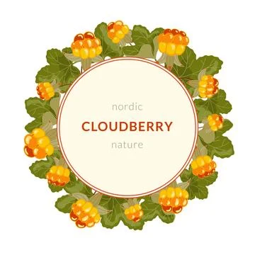 Cloudberry vector frame. Round label template with yellow orange berries and Stock Illustration